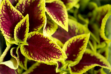 Red and green leafs close-up background or textures in flower market