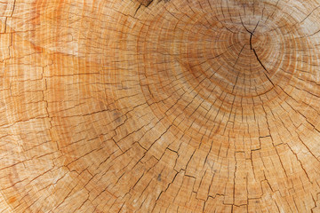 annual ring on cut tree