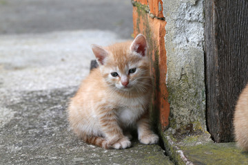 Cat / Little kittens