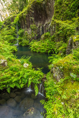 Green fern and little waterfall in takachiho gorge, Miyazaki, Kyushu, Japan