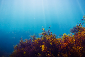 Sun rays and red seaweed on stones in underwater. Blue water in sea. Ocean flora