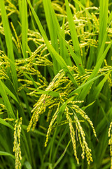 Fototapeta na wymiar close up yellow rice in green paddy field