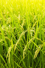 close up yellow rice in green paddy field