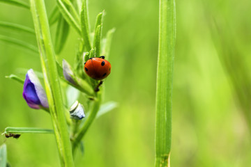 Red ladybug on green grass