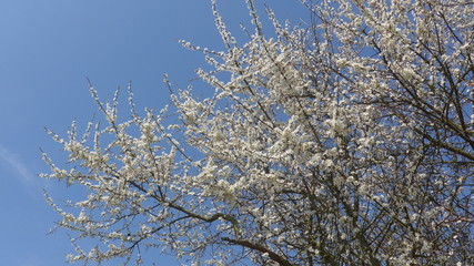 Frühlingsblüten, Schlehdorn (Prunus spinosa) 