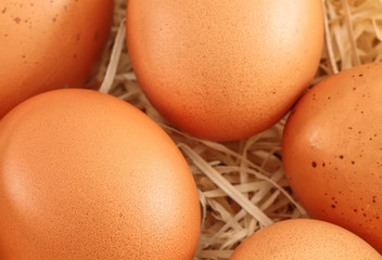 closeup on fresh eggs in a nest