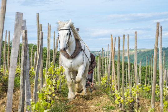 Viticulteur labourant avec cheval