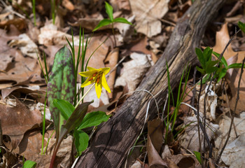 Trout lily