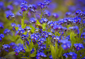 Blue forget-me-not flowers (Myosotis sylvatica)