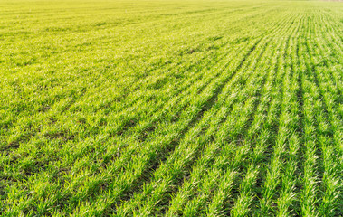 green grass field under sunset lights