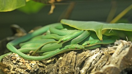 Drei Raue Grasnattern (Opheodrys aestivus) 