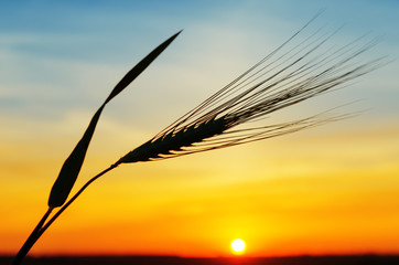 orange sunset and wheat ear over it