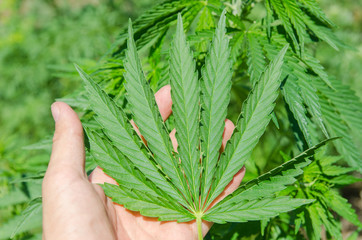 green fresh marijuana leaf in hand