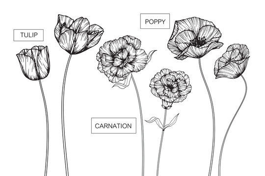 Fototapeta Tulip, Carnation and Poppy flowers drawing and sketch with line-art on white backgrounds.
