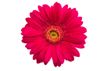 Beautiful gerbera flower