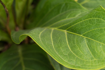 Bush leaves