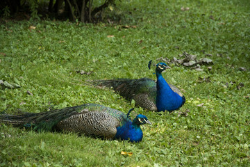 Obraz premium Birds 101