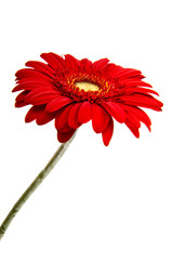 Beautiful gerbera flower