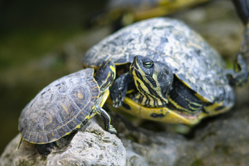 Fototapeta premium tartarughe d'acqua