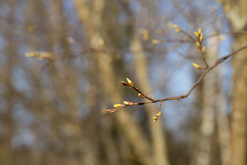 Obraz premium The first spring gentle leaves