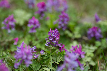 Obraz premium Lilac wild flowers.