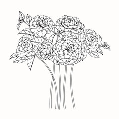 Camellia flowers drawing and sketch with line-art on white backgrounds.