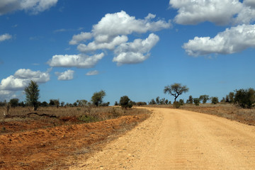 Fototapeta na wymiar Kruger national park landscape