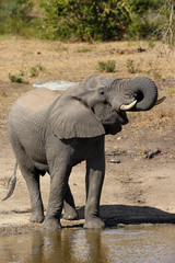 The African bush elephant (Loxodonta africana) drinking from the waterhole with falling water drops