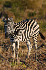 Fototapeta na wymiar The plains zebra (Equus quagga), also known as the common zebra