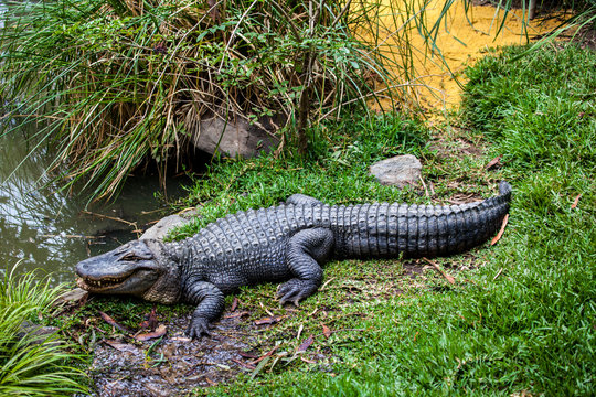 aligator in wildlife