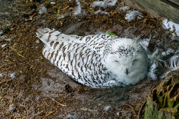 Snowy owl with flecks of black plumage
