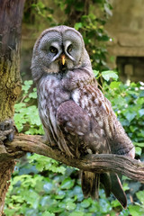 Fototapeta premium Great grey owl is a very large owl. Plumage of the face