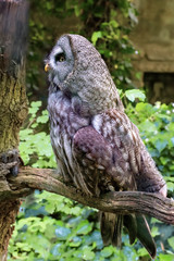A large gray owl siting on a branch