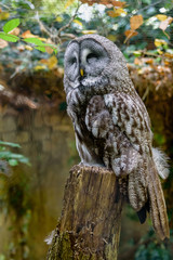 Great grey owl is a very large owl. Plumage of the face. Close up
