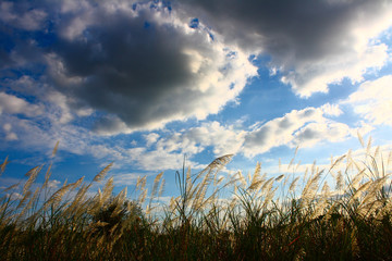 Sky and clouds There is a grass flower.