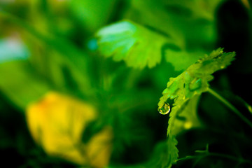 Fototapeta na wymiar Green leaf fresh.