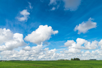 Green grass field and bright blue sky. Dobele, Latvia