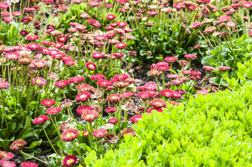 цветы/ клумба с цветами