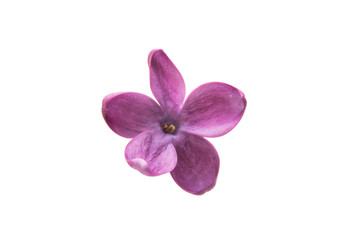 Naklejka na ściany i meble A lilac flower