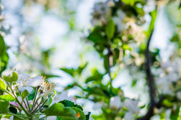 Beautiful spring background buds of fruit trees