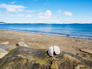 Fototapeta na wymiar Large open shell on a rock, ocean beach