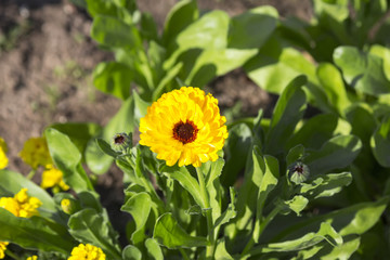 Yellow daisy in garden