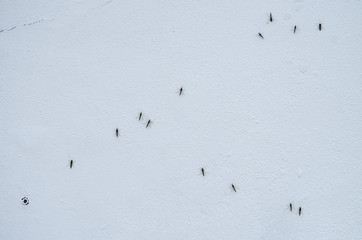 Many mosquitoes on a wall