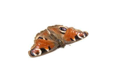 Fototapeta premium Butterfly peacock eye