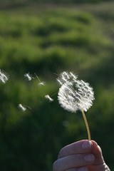Lightness of blowing on dandelions