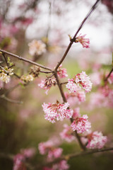 Almond blossoms.