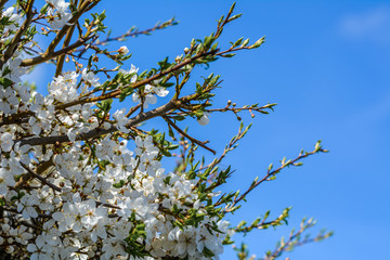 Spring flowers. Beautifully blossoming tree branch.