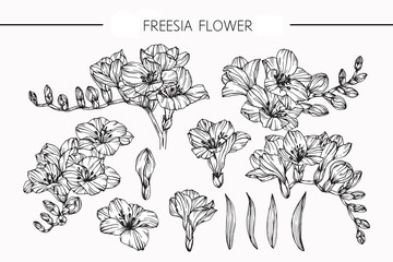 Freesia flowers drawing and sketch with line-art on white backgrounds. - obrazy, fototapety, plakaty