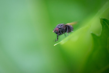 Fly on green leaf