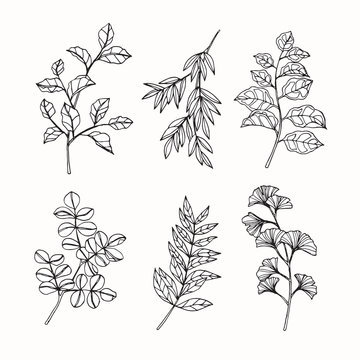 Collection of leaves drawing and sketch with line-art on white backgrounds.